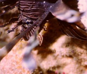 This lionfish was spotted in the Coral Sea in 1998 using ... by Ronnie Hodges 